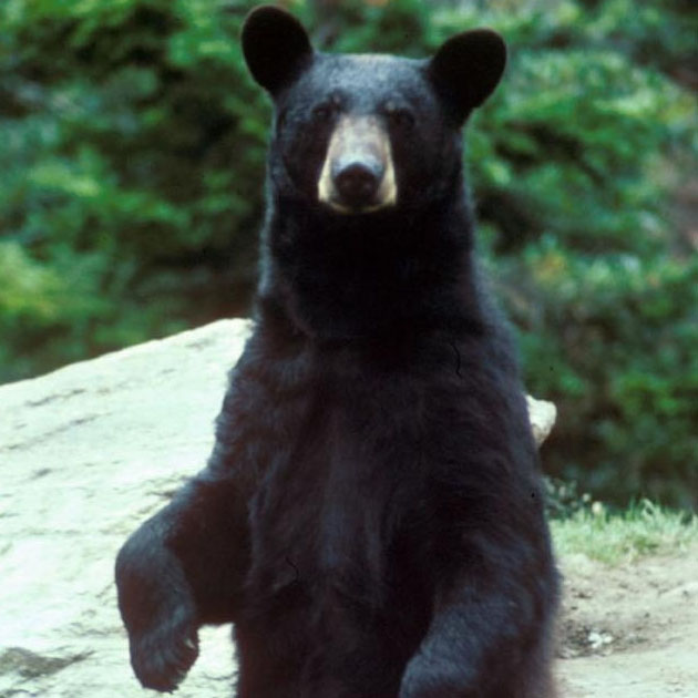 black bear