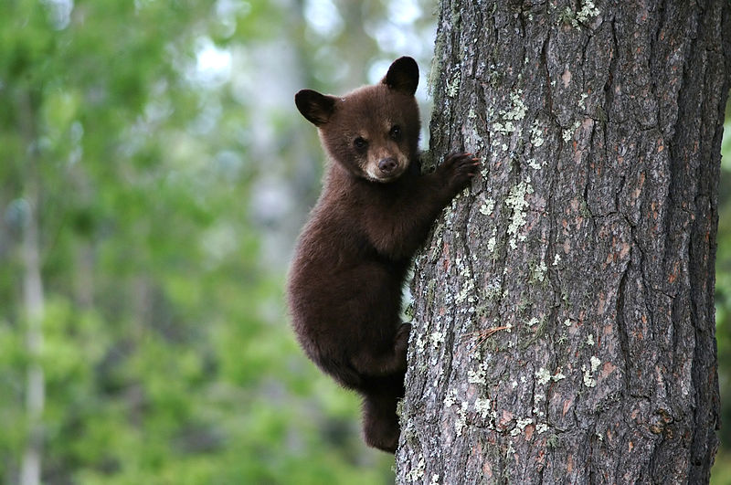 bear cub