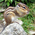 Picture of chipmunk sitting on a rock