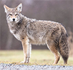 coyote