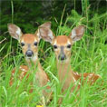 Picure of two deer lying in the grass