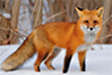 red fox